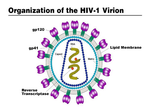Graphic: Structure of HIV