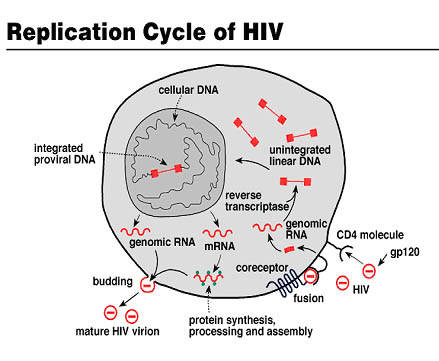Replication Cycle of HIV